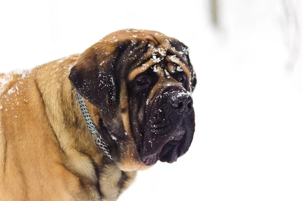 stock image English mastiff in winter against snow-covered forest