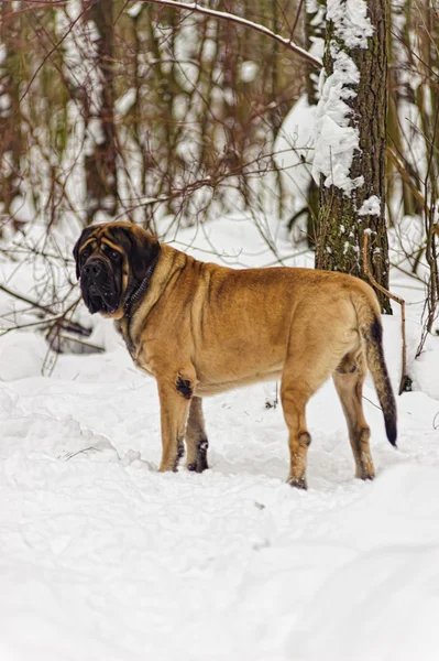 Kış Karla Kaplı Orman Karşı Ngiliz Mastiff — Stok fotoğraf
