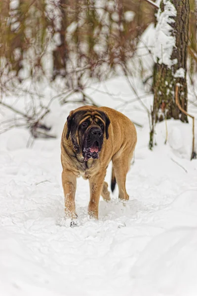 stock image English mastiff in winter against snow-covered forest