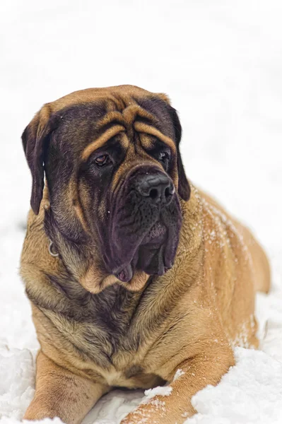 stock image English mastiff in winter against snow-covered forest