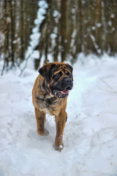 stock image English mastiff in winter against snow-covered forest