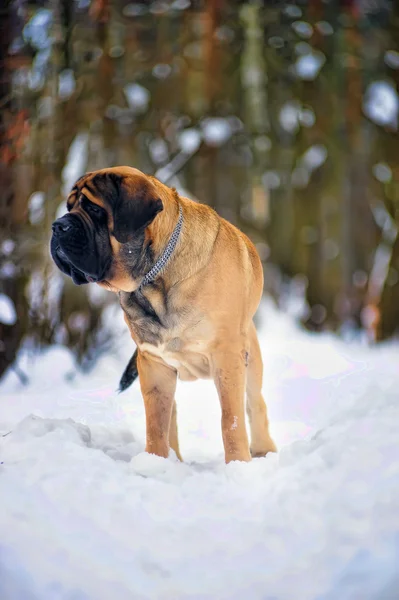English Mastiff Winter Snow Covered Forest — Stock Photo, Image