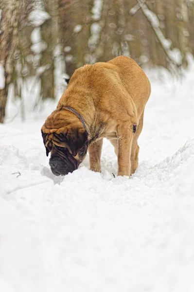 Anglický Mastif Zimě Proti Zasněžený Les — Stock fotografie