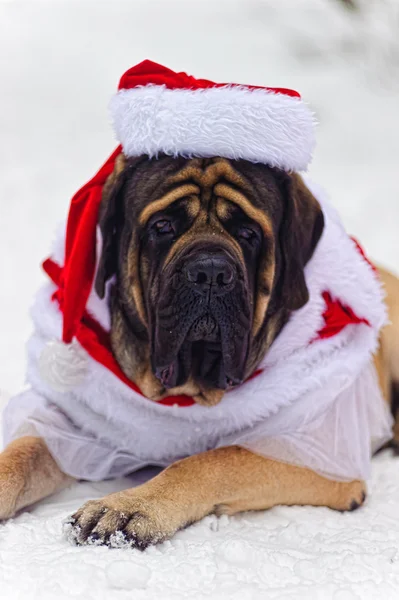 stock image English mastiff