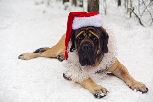 English Mastiff Winter Snow Covered Forest — Stock Photo, Image