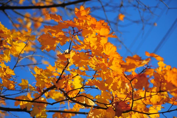 Gele esdoorn bladeren — Stockfoto