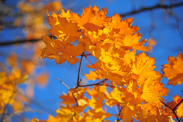 青い空を背景の黄色のカエデの葉 — ストック写真