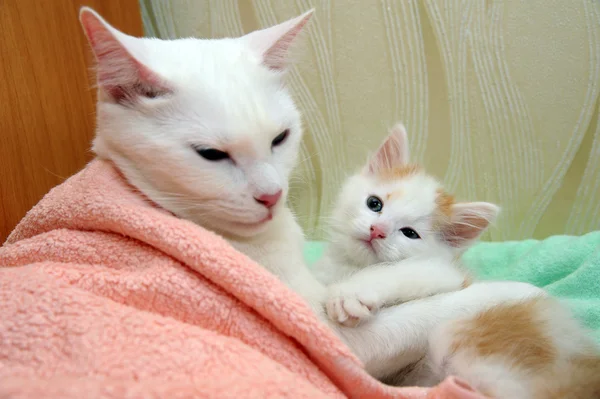 Moeder met kitten — Stockfoto
