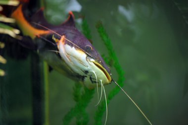 Catfish in the aquarium clipart