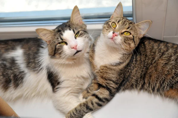 Dwa koty — Zdjęcie stockowe