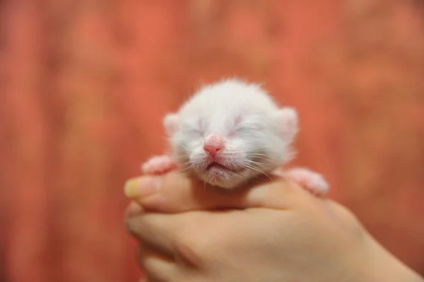 Pasgeboren katje in haar armen — Stockfoto