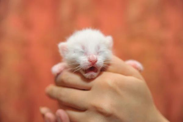 Новорожденный котёнок на руках — стоковое фото