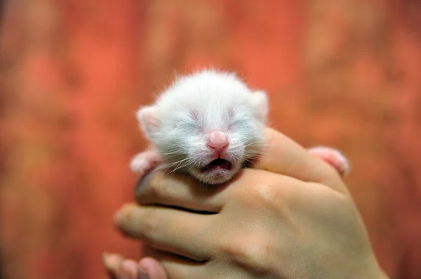 Newborn kitten in her arms — Stock Photo, Image