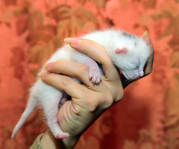 Recién nacida gatita en sus brazos —  Fotos de Stock