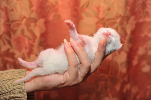 Recién nacida gatita en sus brazos — Foto de Stock