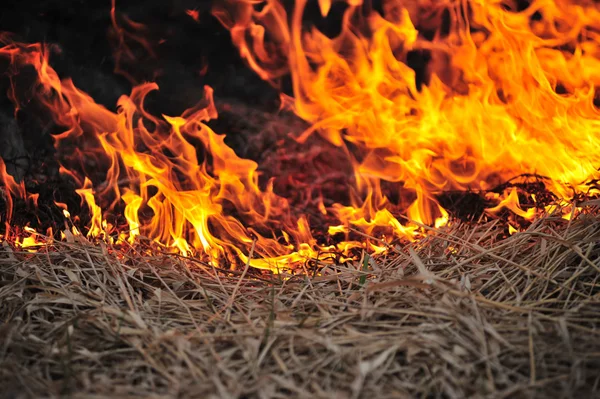 Grama em chamas — Fotografia de Stock