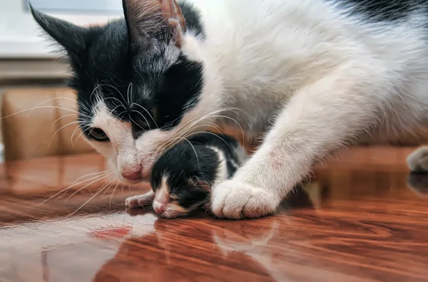 O gato carrega um gatinho recém-nascido nos dentes — Fotografia de Stock