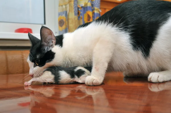Kedi yeni doğmuş bir yavru ayılar dişinde — Stok fotoğraf