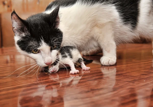 El gato lleva un gatito recién nacido en los dientes —  Fotos de Stock