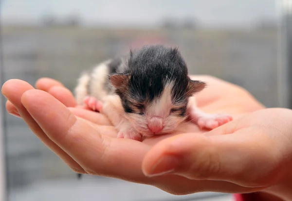 Gatinho recém-nascido em uma mão — Fotografia de Stock