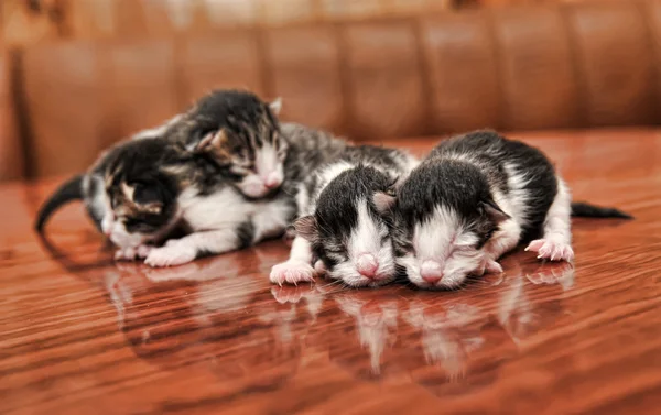 Pasgeboren kittens — Stockfoto