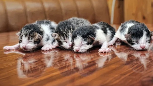 stock image Newborn kittens