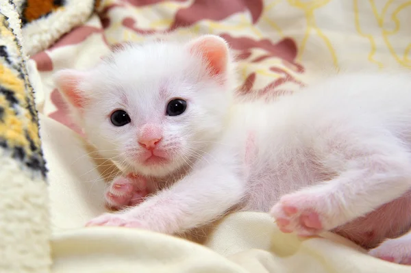 Белый котёнок — стоковое фото