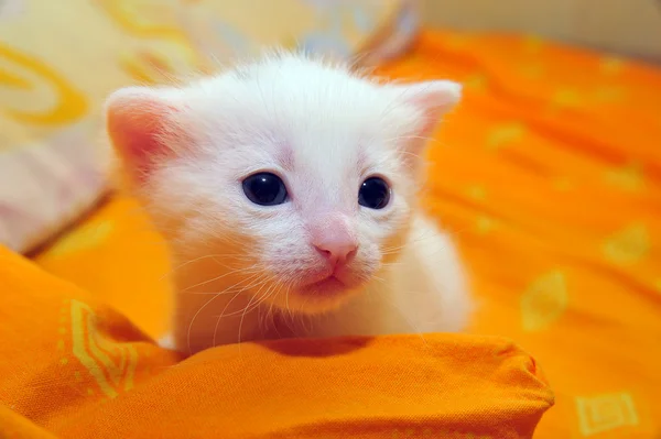 Gatito blanco — Foto de Stock
