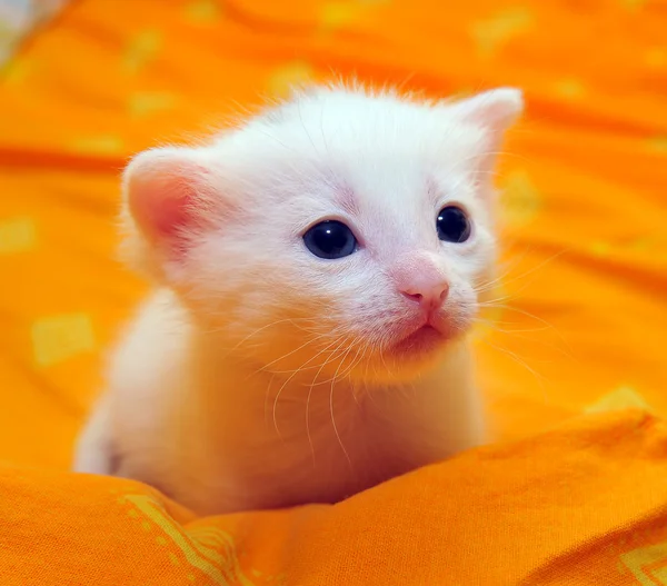Gatito blanco —  Fotos de Stock