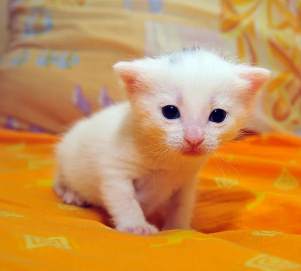 Witte kitten — Stockfoto