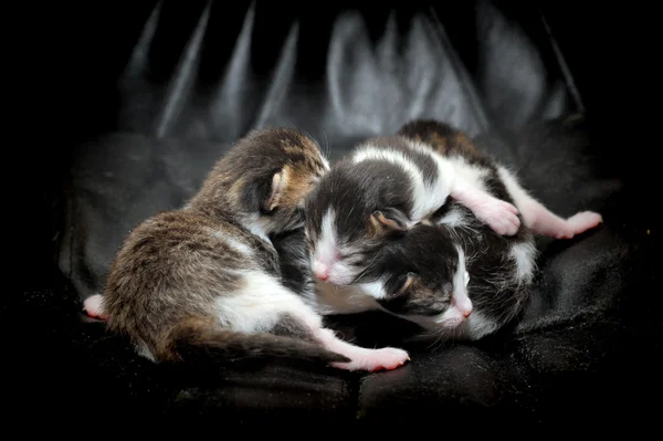 Nyfödda kattungar — Stockfoto