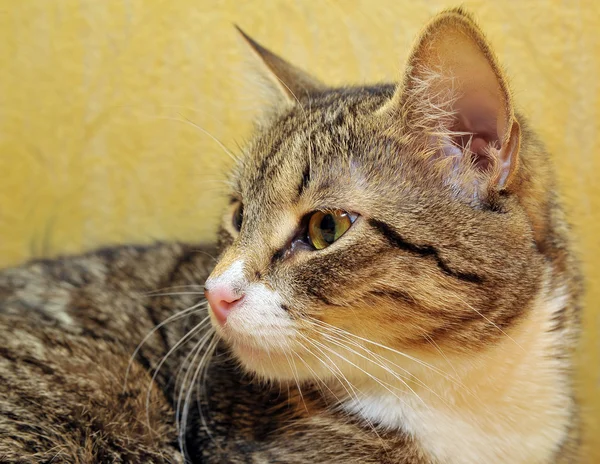 회색 거짓말 고양이 — 스톡 사진