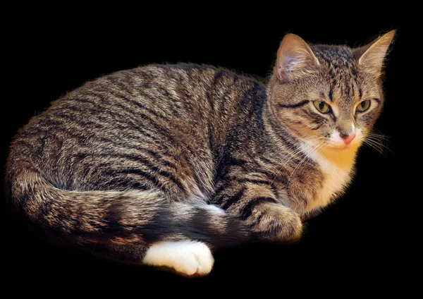 O pisică mincinoasă gri — Fotografie, imagine de stoc