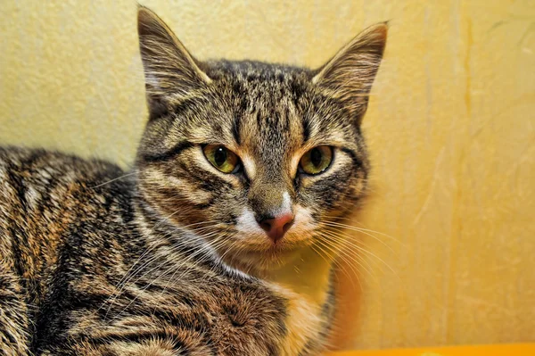 회색 거짓말 고양이 — 스톡 사진
