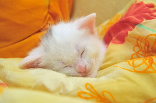 Άσπρο γατάκι — Φωτογραφία Αρχείου