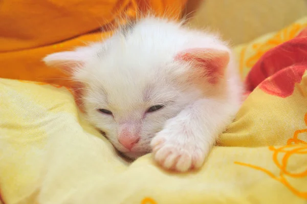 Άσπρο γατάκι — Φωτογραφία Αρχείου