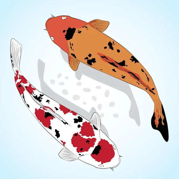 ᐈ Koi swimming stock illustrations, Royalty Free koi fish swimming ...