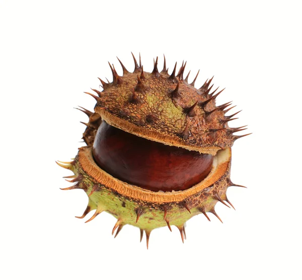 stock image Conker