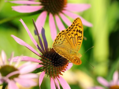 Fritillary