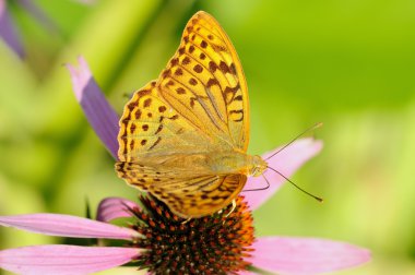 Fritillary