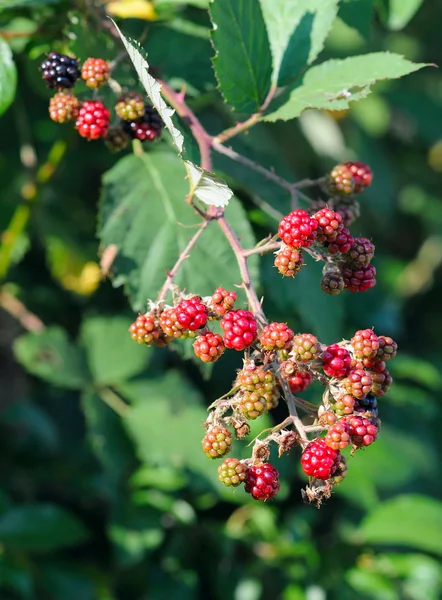 Stock image Crimean blackberry