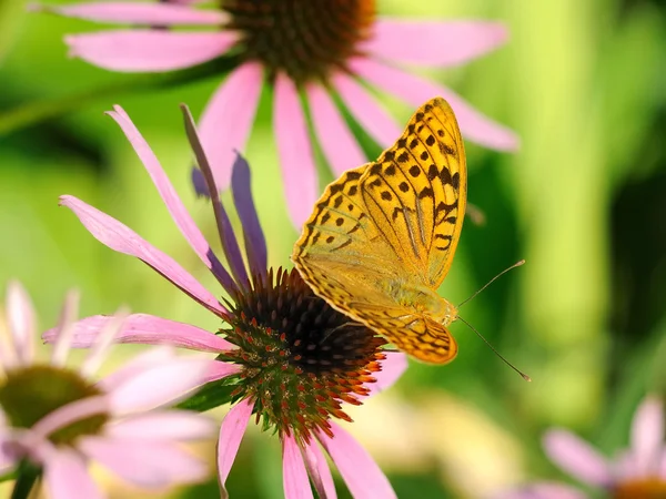 Stock image Fritillary