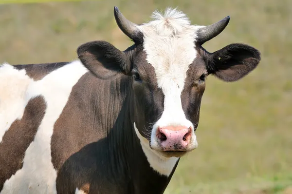 Domestic cow — Stock Photo, Image