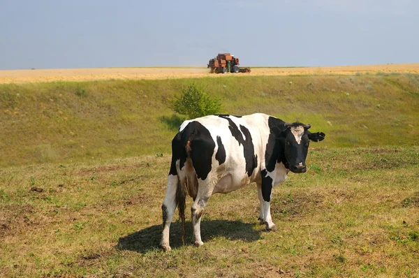 stock image Farm