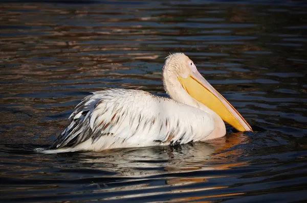 Stock image Pelican