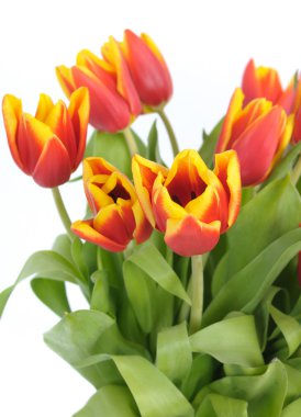 Beautiful bouquet from red tulips closeup clipart