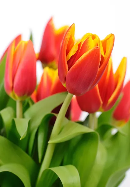 Bonitas tulipas vermelhas close-up no fundo branco — Fotografia de Stock
