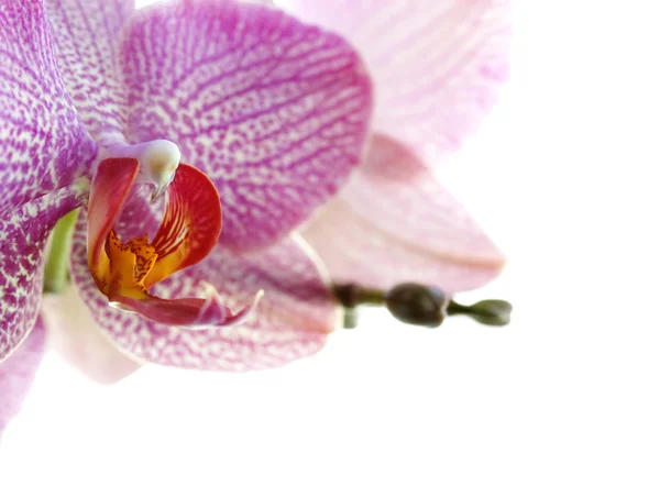 stock image Orchid