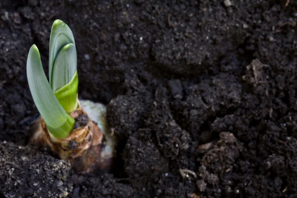 stock image Young hyacinth