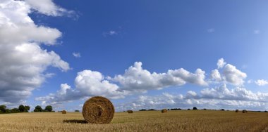 Harvested field with straw clipart